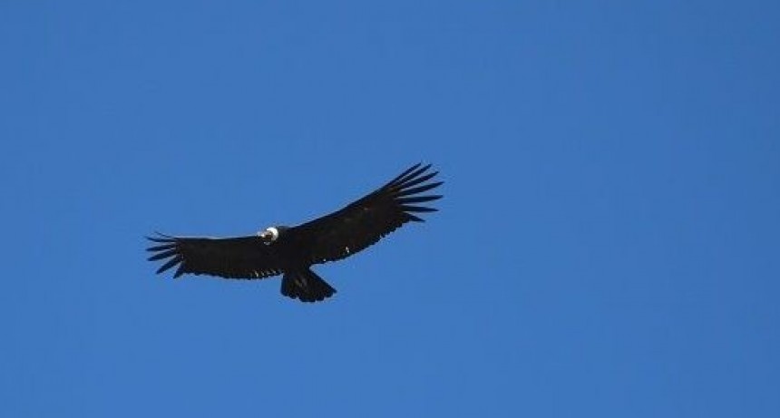 Avistaje de aves