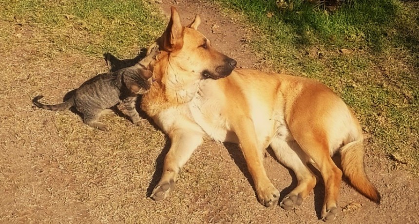  CASTRACIÓN DE PERROS Y GATOS