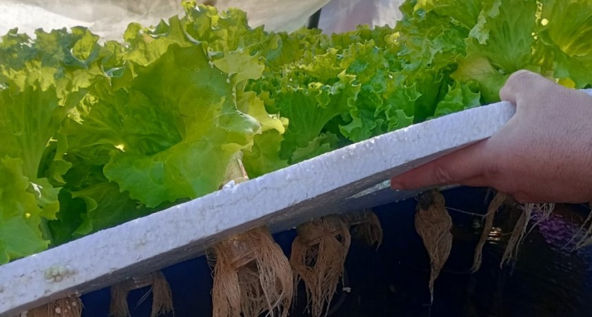 HIDROPONIA, CULTIVO EN ESCUELAS RURALES
