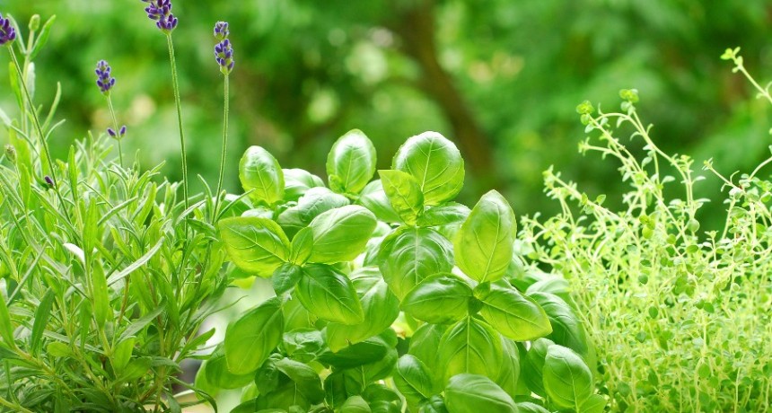 HIERBAS AROMÁTICAS Y MEDICINALES EN EL VALLE