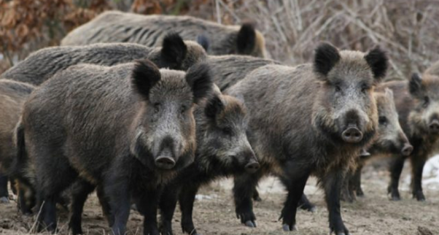 El jabalí, una problemática para el ambiente y la biodiversidad que afecta a Traslasierra