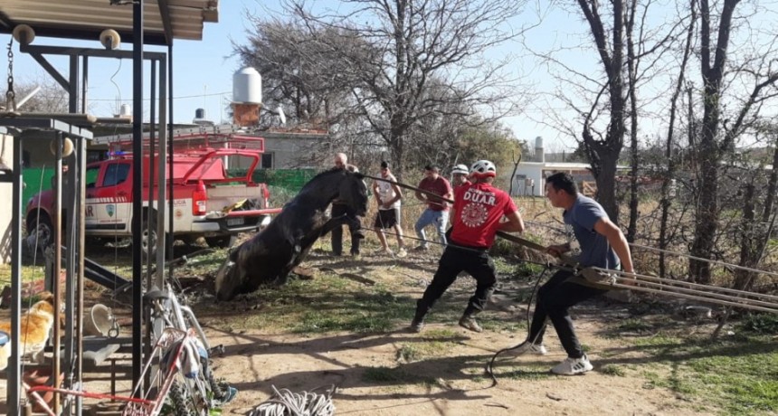 Rescataron un caballo que cayó a un pozo ciego