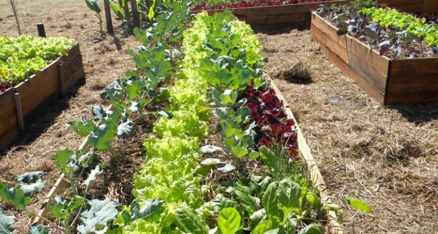 Huerta en tu Hogar: arranca la distribución de semillas primavera-verano