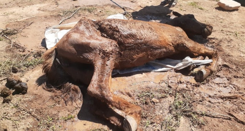 Procedimiento por maltrato animal