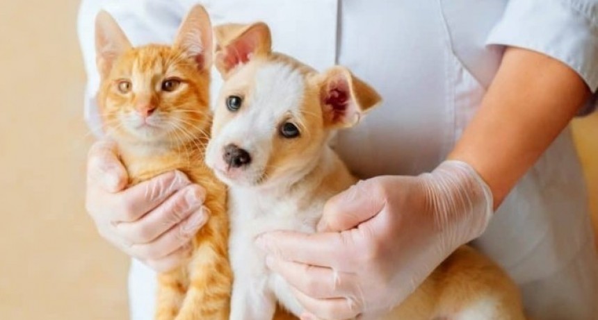 LA SALUD DE LAS MASCOTAS