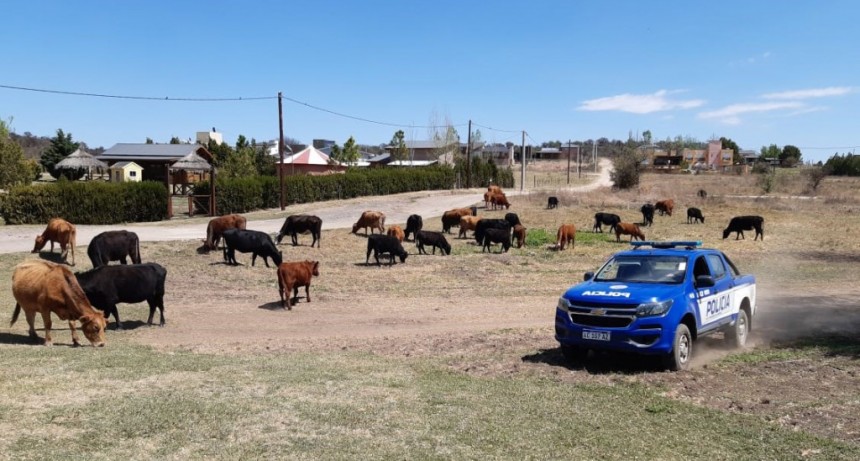 Secuestro de animales sueltos en Panaholma