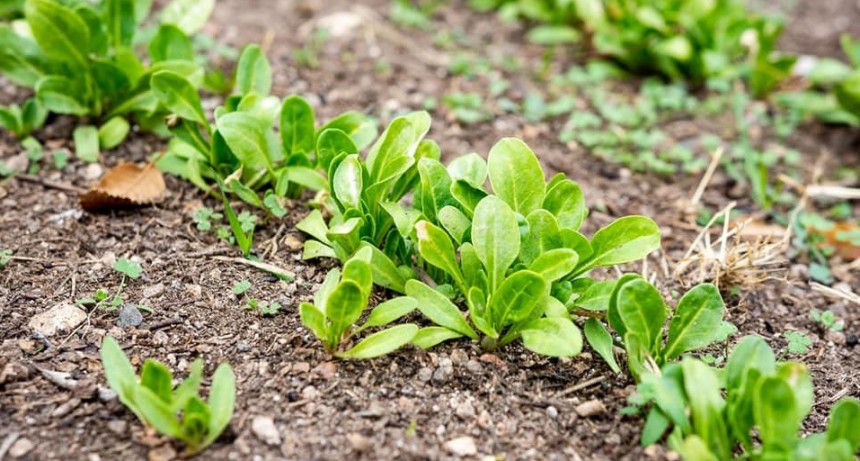 Cómo retirar las semillas La Huerta en tu Hogar