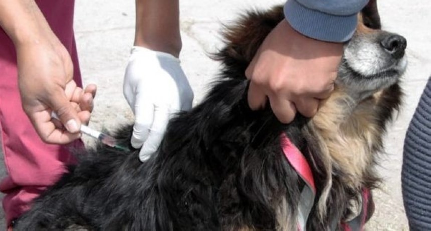 Comienza la inscripción para la vacunación antirrábica de caninos y felinos