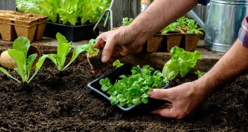 Taller de Huerta Familiar