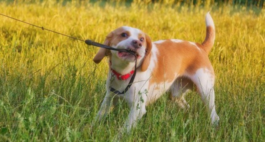 EDUCACIÓN CANINA