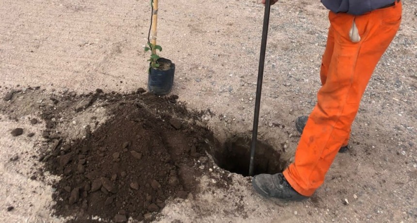 Plantan árboles en zona de la planta de tratamiento de cloacas