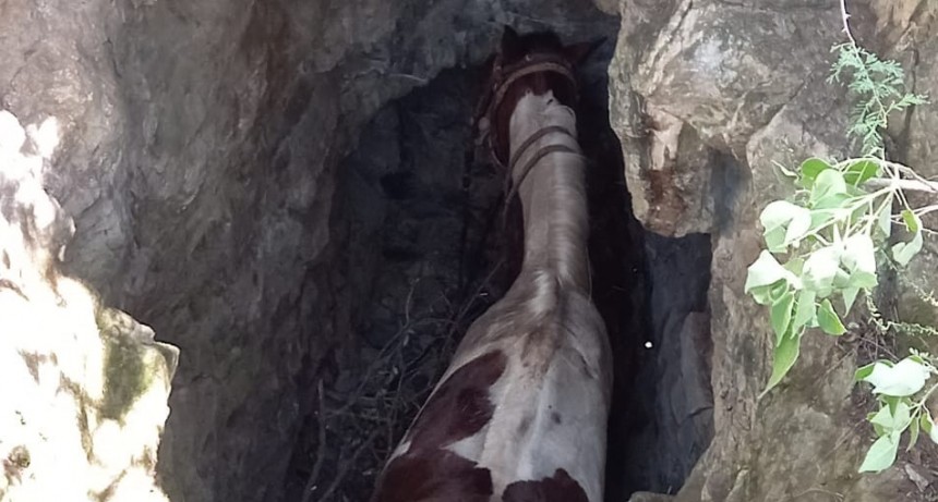 Rescate de un jinete y caballo que cayó a un pozo