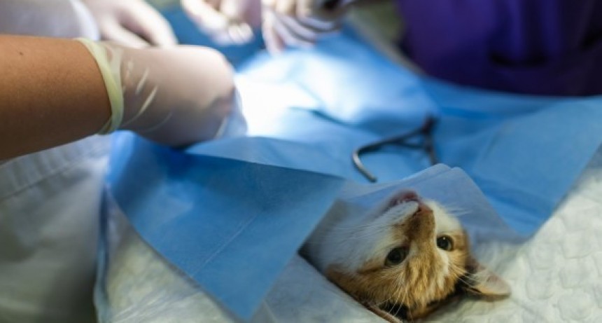 Continúan anotando a mascotas para esterilizarlas
